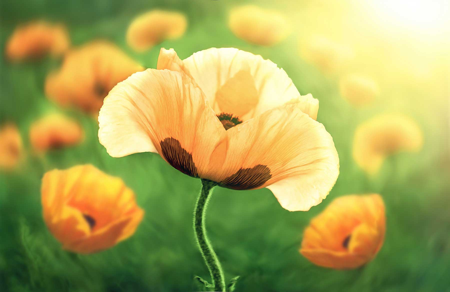 Blume
